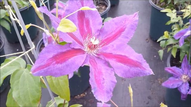 Best Flowering Vines - Clematis Wildfire смотреть онлайн
