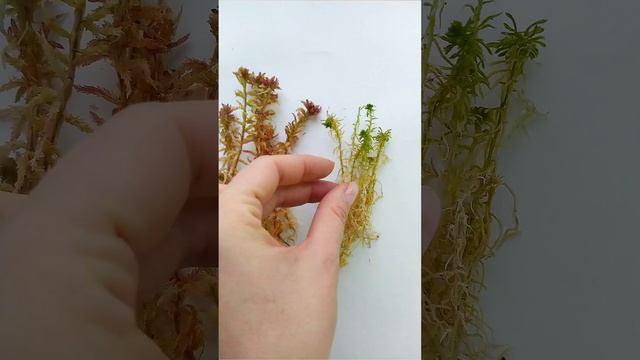 Магелланский мох. смотреть онлайн