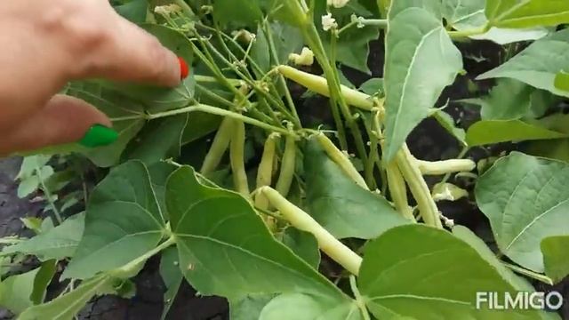 обзор спаржевой фасоли смотреть онлайн