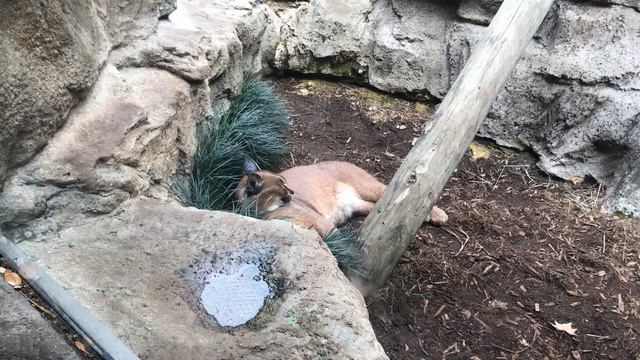 Animal Adventure at the BEST ZOO in San Antonio!!!! смотреть онлайн