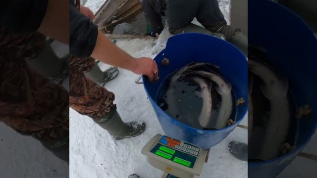 Ловля осетра зимой. "Карпов Пруд" Арнеево. Рыбалка 08.01.2020-09.012020. смотреть онлайн