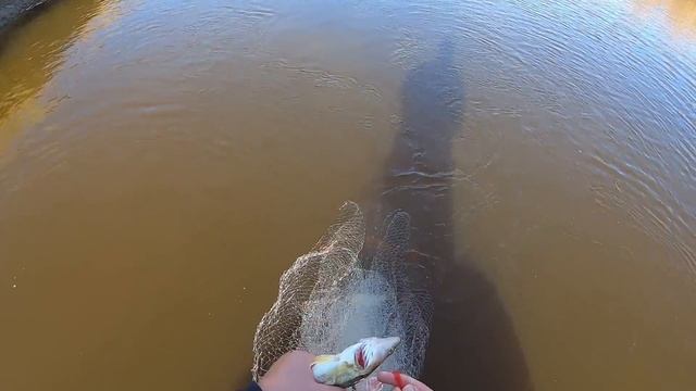 РЫБАЛКА ОГОНЬ, РЫБА НА КАЖДОМ ЗАБРОСЕ!!! НАШЁЛ СКОПЛЕНИЕ РЫБЫ и ЗА РАЗ ПОДНЯЛ 4 САЗАНА!!! смотреть онлайн