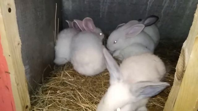 КОКЦИДИОЗ, ЛЕЧЕНИЕ, +18 НЕНОРМАТИВНАЯ ЛЕКСИКА! смотреть онлайн