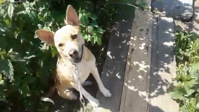 ♥VLOG: с дачи. Дрессируем собаку♥ Знает все команды♥ смотреть онлайн