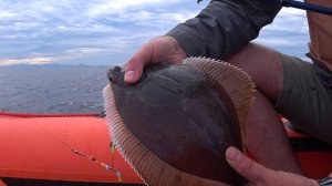 Камбала отличная рыбалка сентябрь 2024