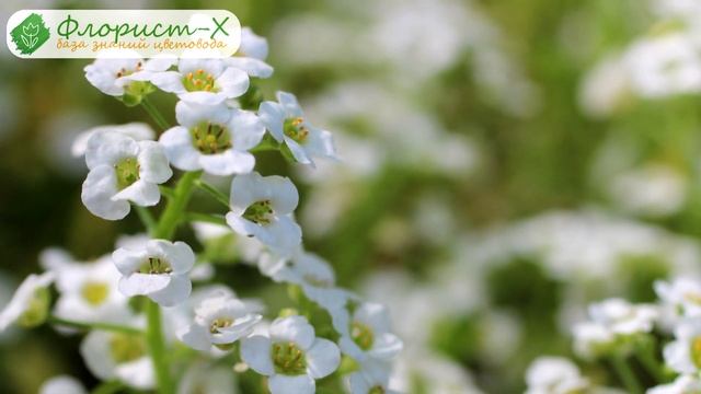 ? Посадка алиссума и уход за ним в открытом грунте смотреть онлайн