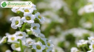 ? Посадка алиссума и уход за ним в открытом грунте