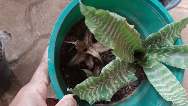 # Beautiful indoor plant#crypthanthus#sale #healthy #aglonema #salepost смотреть онлайн