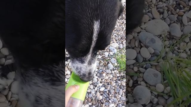 Дорожная поилка для собаки смотреть онлайн