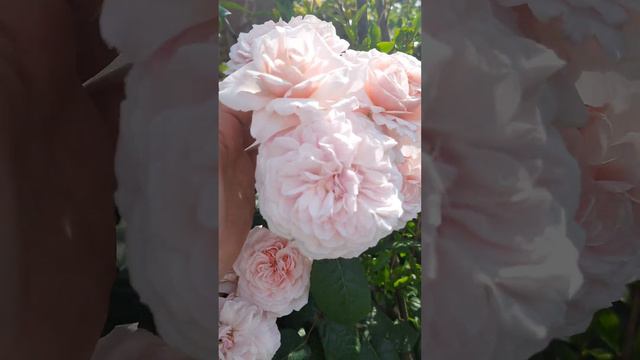 Роза Свит Антик