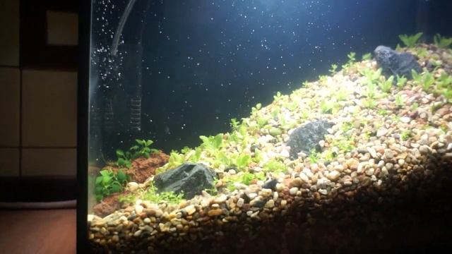 Аквариум 20 литров. Запуск. День первый смотреть онлайн