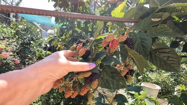 ОДЕССА ❤️ ВМЕСТО КОЛБАСЫ❗️О ВСТРЕЧЕ СО ЗРИТЕЛЯМИ❗️ХУРМА В САДУ❗️МЯСО В БАНКЕ❗️ смотреть онлайн