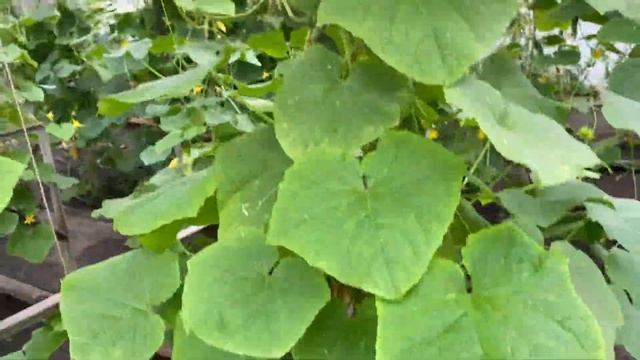 Как получить максимальный доход с закрытого грунта. смотреть онлайн