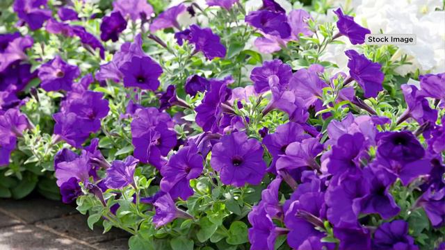 Roberta's 6-Piece Groundcover Petunias Live Plants on QVC смотреть онлайн
