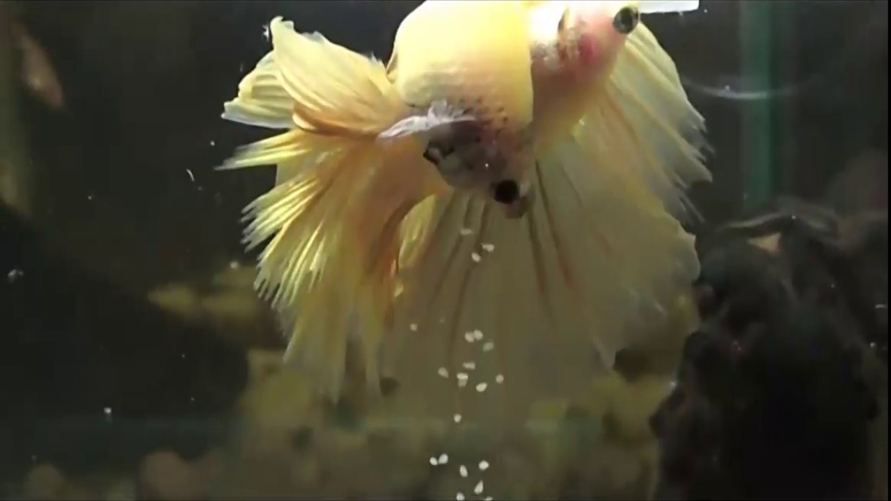 Аквариум для начинающих Нерест петушков HALF MOON DAMBO в нерестовике смотреть онлайн