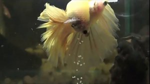 Аквариум для начинающих Нерест петушков HALF MOON DAMBO в нерестовике