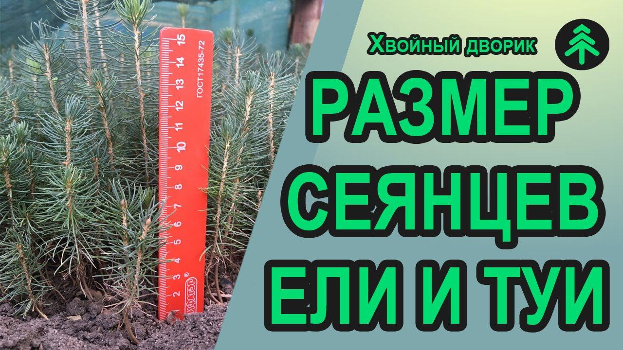 Размер 2-х летних сеянцев хвойных растений на примере ели голубой и туи западной Колумна смотреть онлайн