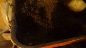 Лайфхак. Как прокалить грунт в духовке для приготовления пищи.