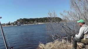 Весенний язь  2016. Рыбалка на реке Конда в Кондинском районе Ловля трофейного язя. ХМАО.