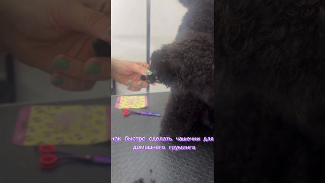 Преображение пуделя за 60 секунд)🤩👍 #poodle #dog #стрижкасобак смотреть онлайн