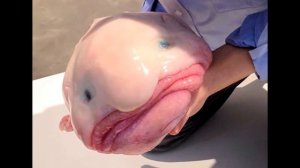 Самое уродливое существо в мире. Рыба - капля