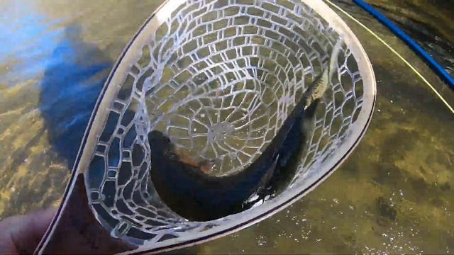 Trout Fly Fishing at White Clay Creek. 2023 spring season. смотреть онлайн