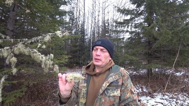 идем в лес, собирать уснею..готовимся к зиме..жизнь в лесу... смотреть онлайн