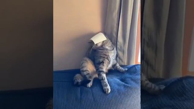 Кот и сыр cheese challenge cat смотреть онлайн