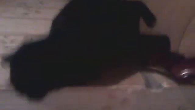 Обзор на моих животных . (Серьёзно?)