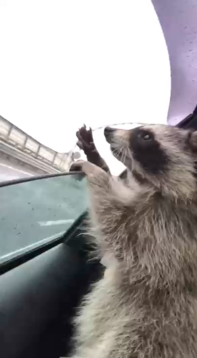 Енот ловит воздух смотреть онлайн