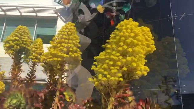 Huge Aeoniums And Succulents in the Large Planters at Apple Headquarter смотреть онлайн