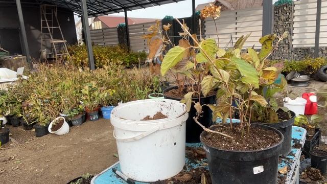 Обрезка корней и заглубление древовидной гортензии. смотреть онлайн