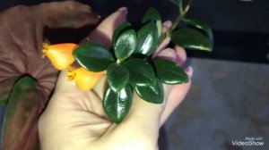 Мои Любимые Цветочки. Гипоцирта в Домашних условиях.