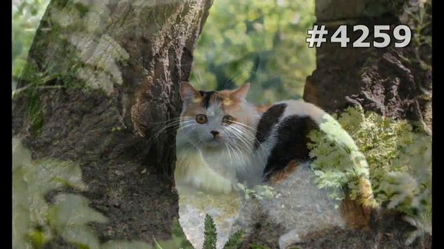 #4259. Коты (В мире животных) смотреть онлайн