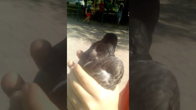Голубь смотреть онлайн