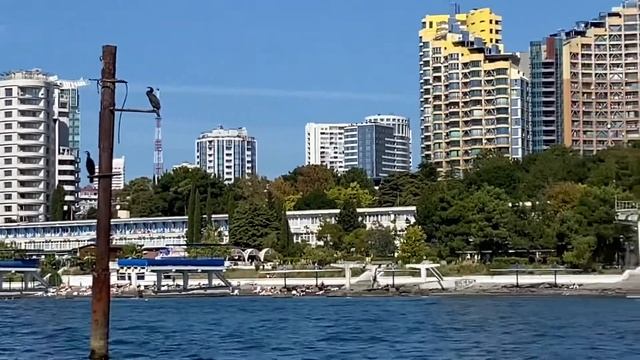 Баклан птица гордая смотреть онлайн