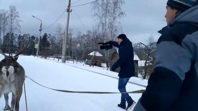 Олень Якут тренируется в "Роевом ручье" смотреть онлайн