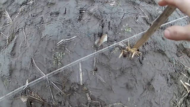 Высаживаем череночник. ПЛОДОПИТОМНИК с нуля #2//КХ Алексеевых смотреть онлайн