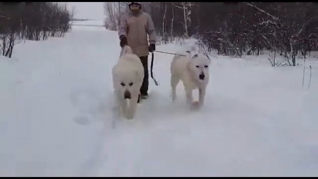 Алабаи из питомника Белый Лекарь - Http://beliy-lekar.ru/