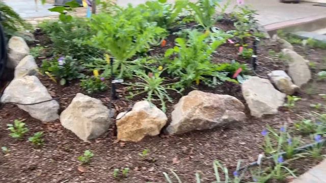 February Garden Tour Part 2 (2021): perennials and annuals смотреть онлайн