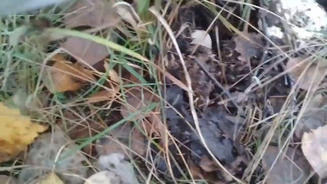 Выход за грибами в конце Сентября. Последние грибы 2020!!! смотреть онлайн