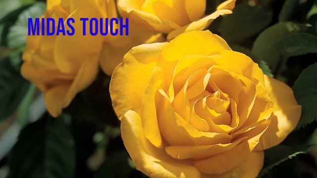 ?How to buy your favourite variety of rose? varieties of roses✔ Best video on varieties of roses смотреть онлайн