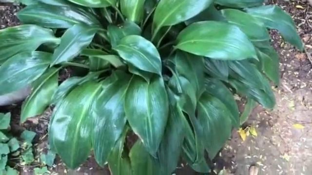 Garden Dark green jade pothos flower I Flowers-Garden. смотреть онлайн