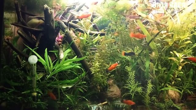 #БЗДА! ВСЕ ЧТО ХОТЕЛИ ЗНАТЬ ПРО МОЙ АКВАРИУМ И ЭКСПЕРИМЕНТЫ С УКСУСОМ И ОРТОФОСФОРНОЙ КИСЛОТОЙ! смотреть онлайн