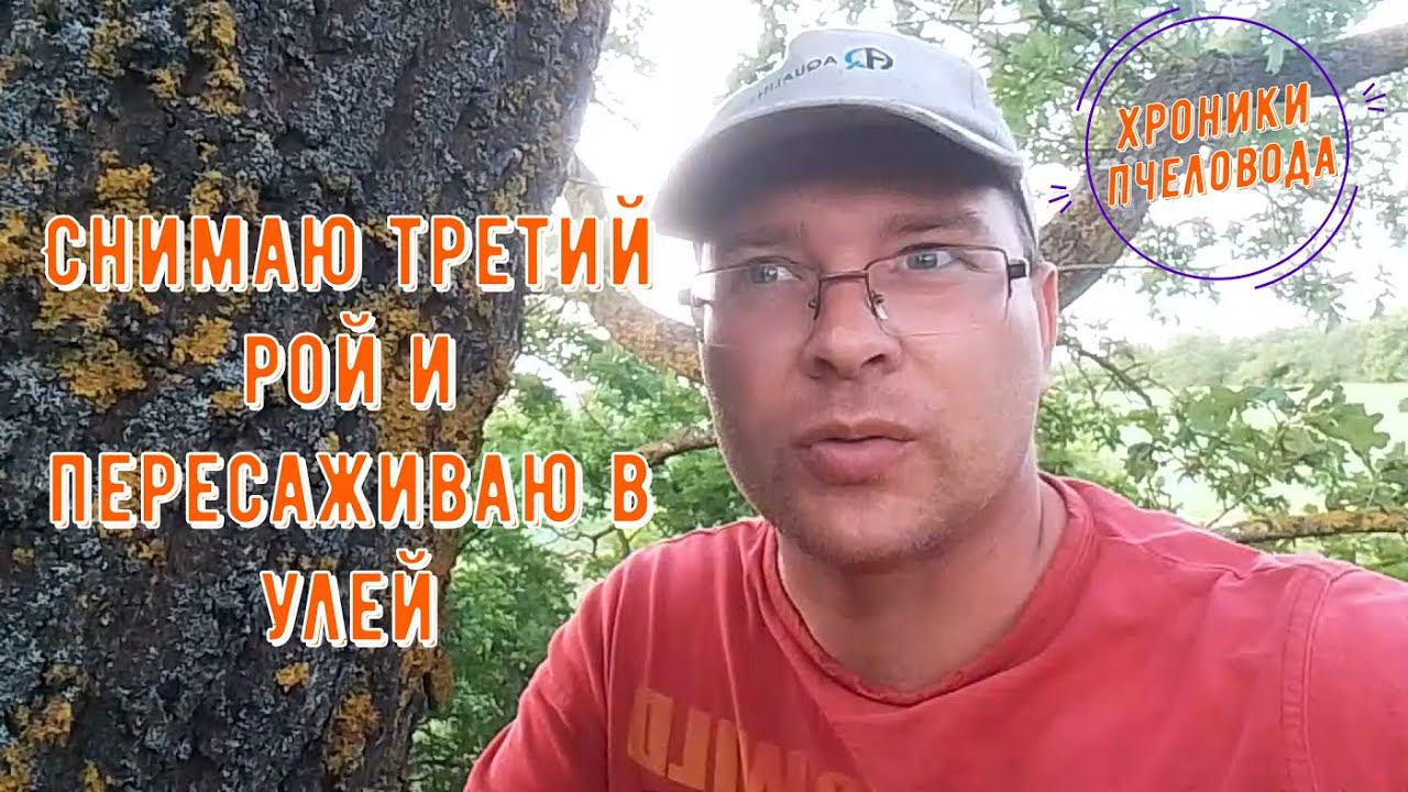 Третий рой пчел пересаживаю в улей смотреть онлайн