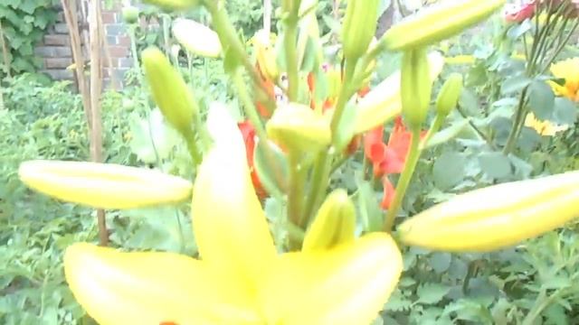 Королевская лилия - Royal lily смотреть онлайн