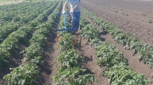 Так ещё никто неокучивал ручным дисковым окучником