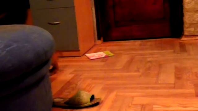 таксеныш и фретка смотреть онлайн