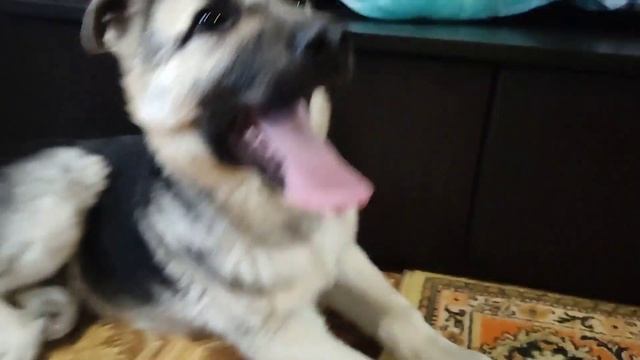 Старший сын удивил, сделал сюрприз на ночь глядя! #деревня #овчарка #сюрприз #подарок смотреть онлайн