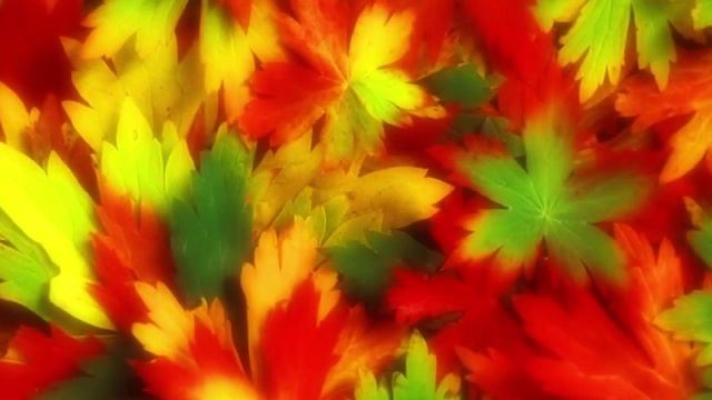 Мимоза Осенние кустарники смотреть онлайн